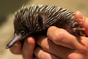 Горе-похитители вернули ехидну Горе-похитители вернули ехидну