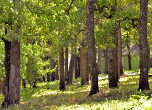 Дятьковский район едва не лишился дубовой рощи