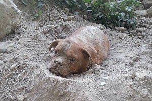 Франция в шоке от заживо погребенной собаки Франция в шоке от заживо погребенной собаки