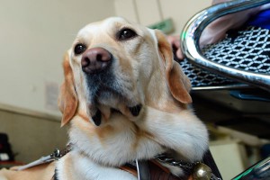 Песков назвал работу следователей чудом Песков назвал работу следователей чудом