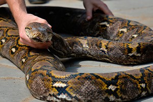 Питон-рецидивист три раза уползал от шведа Питон-рецидивист три раза уползал от шведа
