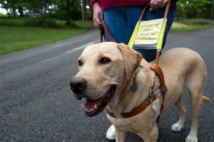 Пойман похититель собаки-поводыря Пойман похититель собаки-поводыря
