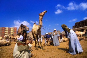 Египтяне гибнут из-за 50-градусной жары Египтяне гибнут из-за 50-градусной жары