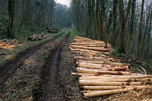Подмосковные леса защитят от вырубки Подмосковные леса защитят от вырубки