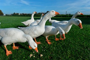 Депутаты запретили гусям гулять у озера Депутаты запретили гусям гулять у озера