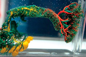 В России вырастили сосуды человека (видео) В России вырастили сосуды человека (видео)