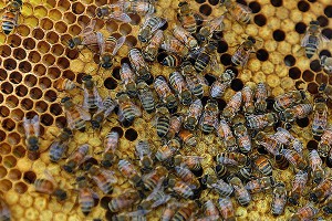 Через 20 лет на земле исчезнут пчелы Через 20 лет на земле исчезнут пчелы