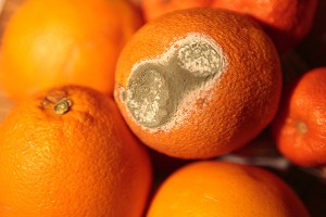 Россия расширила продуктовое эмбарго Россия расширила продуктовое эмбарго