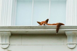 Спящая лиса переполошила Лондон Спящая лиса переполошила Лондон