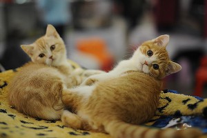 Латвия хочет отдать обедневшую Юрмалу котам Латвия хочет отдать обедневшую Юрмалу котам