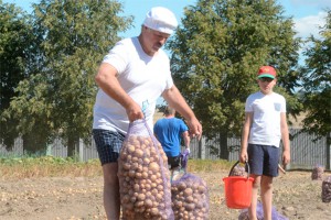 Лукашенко собрал 70 мешков картошки Лукашенко собрал 70 мешков картошки