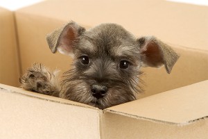 В Москве установят беби-боксы для животных В Москве установят беби-боксы для животных