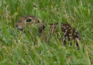 В Брянской области объявились краснокнижные суслики
