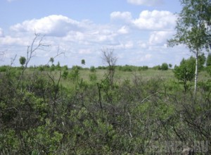 Под Навлей погибают пять гектаров земли