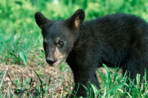 В США медведь застрял в банке В США медведь застрял в банке