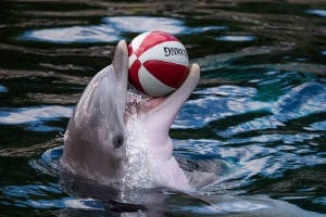 ХАМАС арестовал дельфина за шпионаж ХАМАС арестовал дельфина за шпионаж