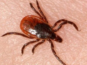 В 2015 году от клещей пострадали почти 1300 брянцев