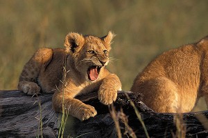 Ученые создали модель Земли без людей Ученые создали модель Земли без людей