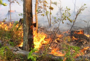 Под Навлей горело семь гектаров леса