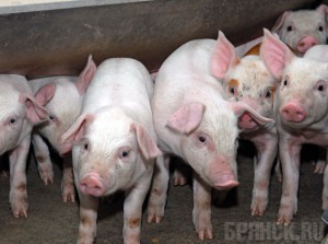 Свиноводческое хозяйство «Березино» не прошло проверку