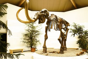 В России оживят вымерших животных В России оживят вымерших животных