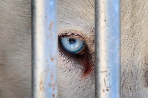 В Шереметьево в клетках умирают животные В Шереметьево в клетках умирают животные