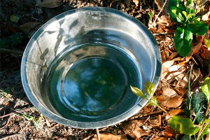 В Москве подростки пили водку из таза В Москве подростки пили водку из таза