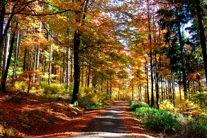 Когда в Москву придет бабье лето Когда в Москву придет бабье лето