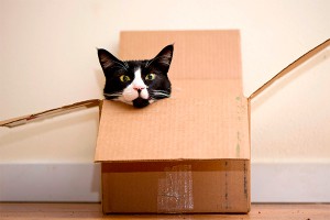 Ученые разгадали секрет кота Шредингера Ученые разгадали секрет кота Шредингера