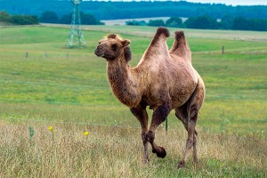 Афганский верблюд пнул солдата США (видео) Афганский верблюд пнул солдата США (видео)