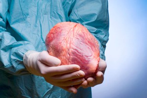 Ученые оживили мертвое сердце (видео) Ученые оживили мертвое сердце (видео)