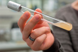 Пентагон мог стать разносчиком чумы Пентагон мог стать разносчиком чумы