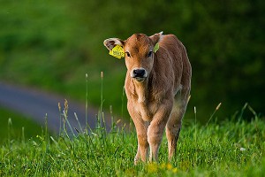 Первая клонированная корова родила Первая клонированная корова родила