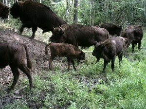 В «Брянском лесу» родились три зубренка
