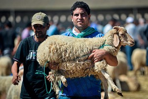 В Казахстане запретили селфи с баранами В Казахстане запретили селфи с баранами