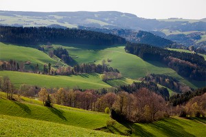 ОНФ займется зеленым поясом Петербурга ОНФ займется зеленым поясом Петербурга