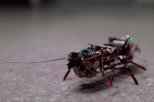 Российские ученые создали таракана-шпиона Российские ученые создали таракана-шпиона