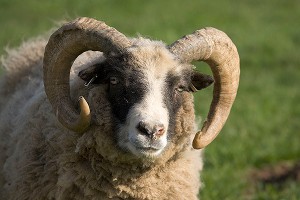 Жертвенный баран сбежал от мусульман (видео) Жертвенный баран сбежал от мусульман (видео)