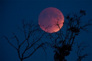 Жители Земли увидели "кровавое полнолуние" Жители Земли увидели "кровавое полнолуние"