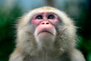 В США поймали пожирающую письма обезьяну В США поймали пожирающую письма обезьяну