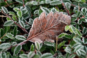 На Подмосковье надвигаются заморозки На Подмосковье надвигаются заморозки