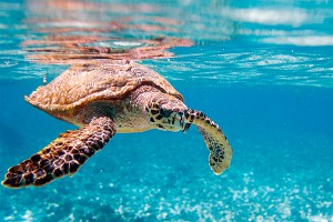 Вымирающие черепахи светятся в темноте Вымирающие черепахи светятся в темноте