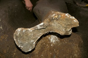 Фермер нашел в поле останки мамонта Фермер нашел в поле останки мамонта