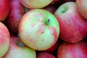 В России резко подорожали яблоки В России резко подорожали яблоки