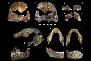 У предков людей нашли уникальные способности У предков людей нашли уникальные способности