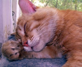 Информация по устройству животных от "Эгиды"