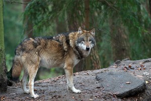 Волки от холода начали есть бананы Волки от холода начали есть бананы