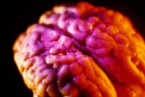 Ученые впервые вырастили мозг в пробирке Ученые впервые вырастили мозг в пробирке