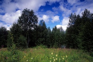 Москву прикроют "зеленым щитом" Москву прикроют "зеленым щитом"