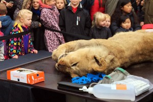 Дети рыдали во время расправы над львом Дети рыдали во время расправы над львом